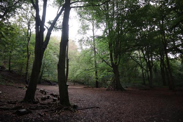 This photo captures a serene forest clearing, with tall deciduous trees dominating the frame and a carpet of brown fallen leaves covering the ground